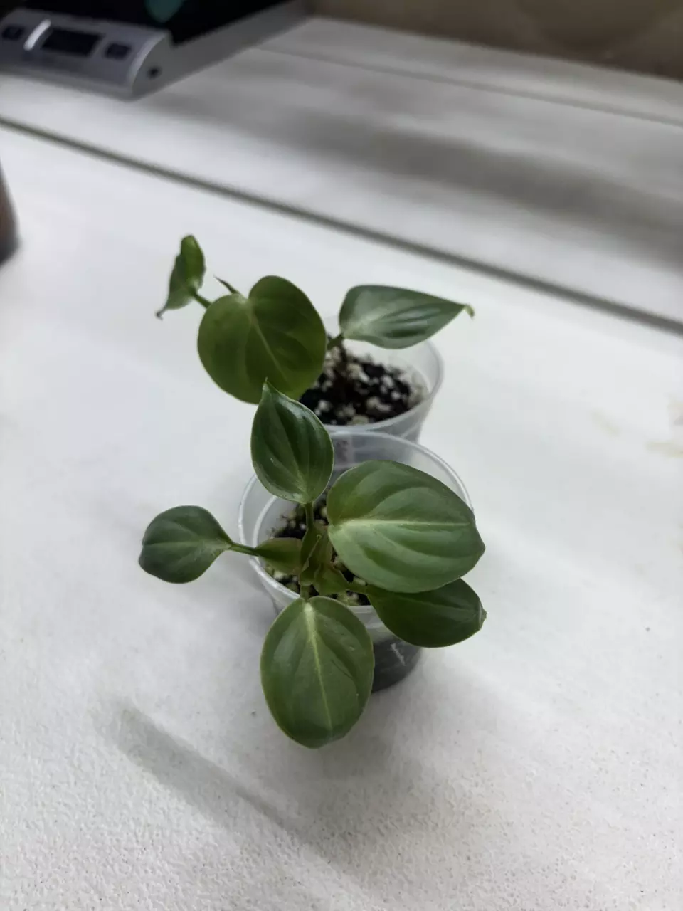 Philodendron Gloriosum thumbnail
