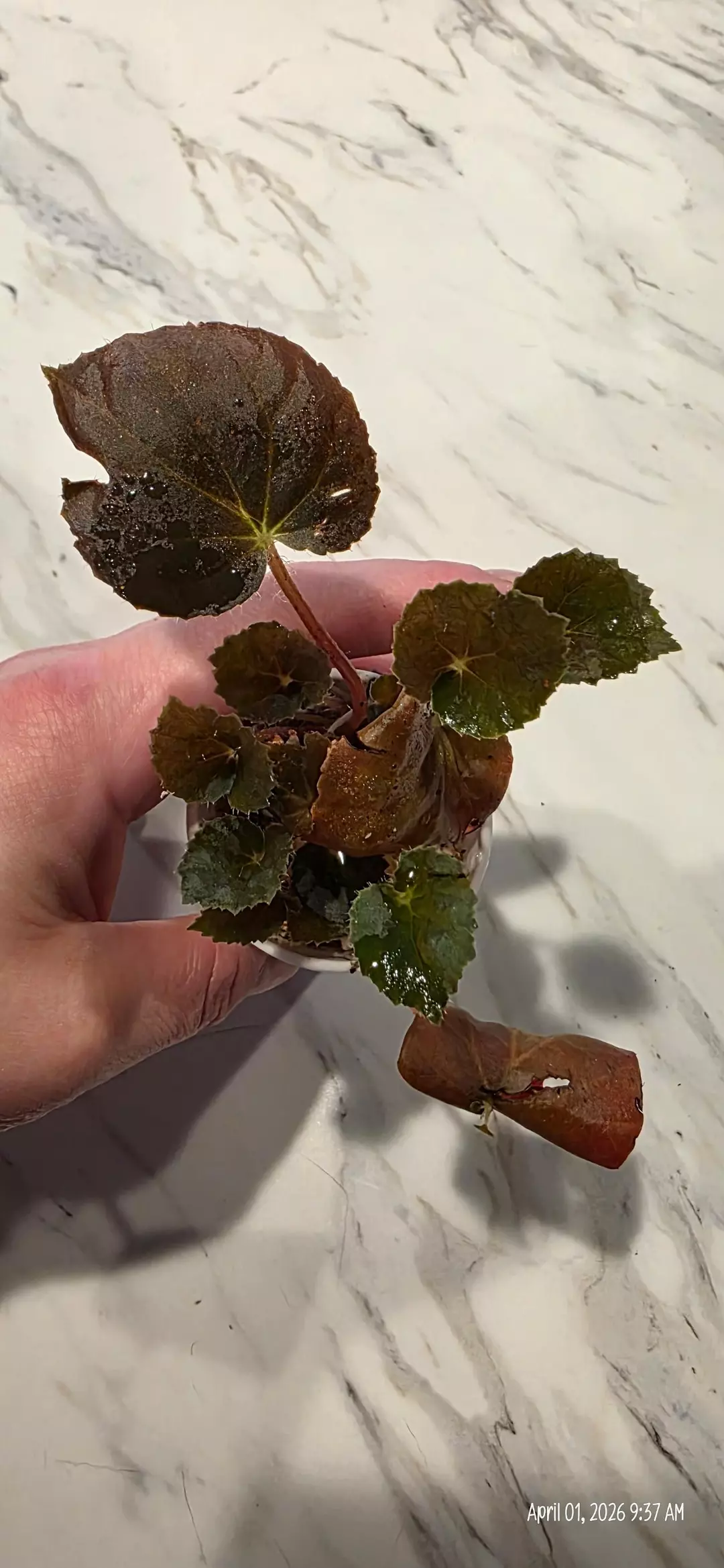 NoID TERRARIUM BEGONIA #2 thumbnail