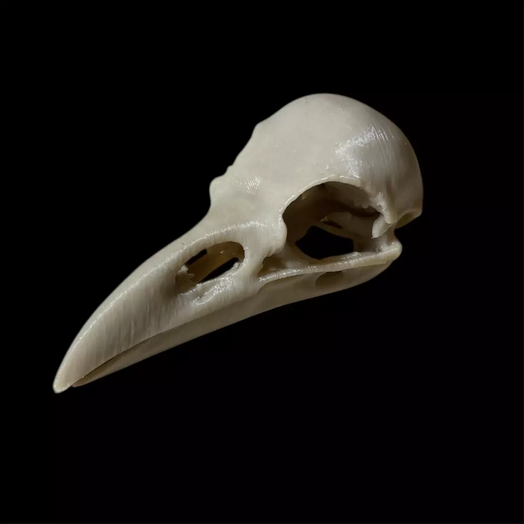 Tiny Corvid Skull thumbnail