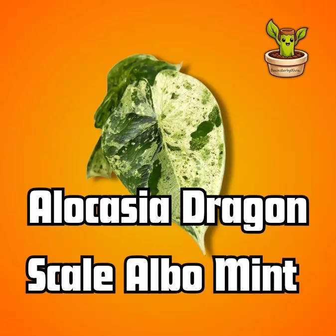 Dragon Scale Albo Mint TC PRE-ORDER thumbnail