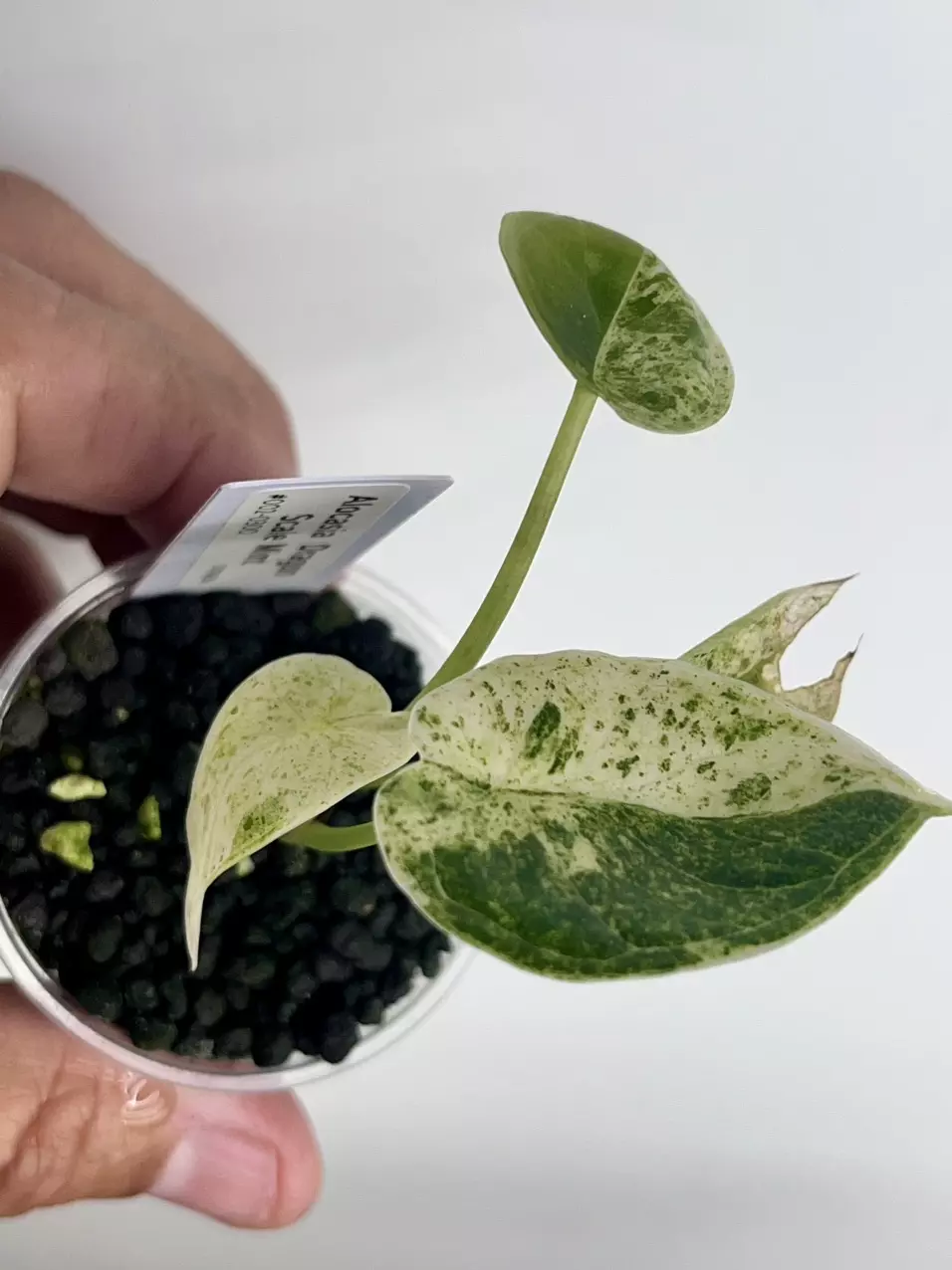 #002-Alocasia Dragon scale Mint thumbnail