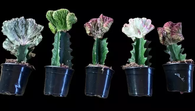 5 Mermaid Tails thumbnail