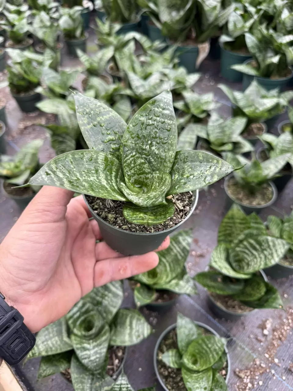 4” Sansevieria Hahnii GC thumbnail