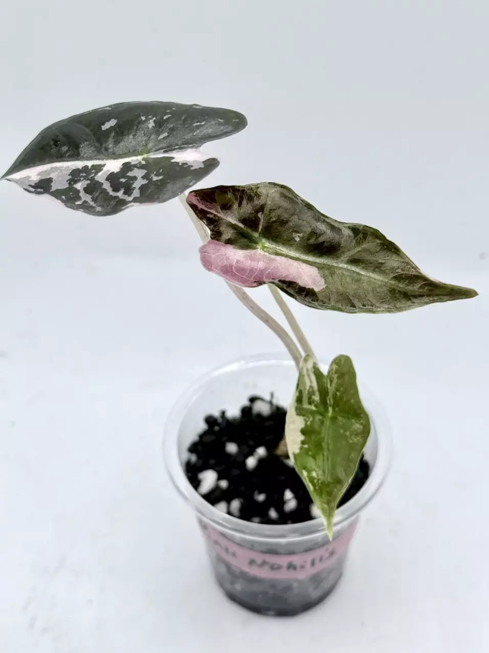 Alocasia Pink Nobilis thumbnail