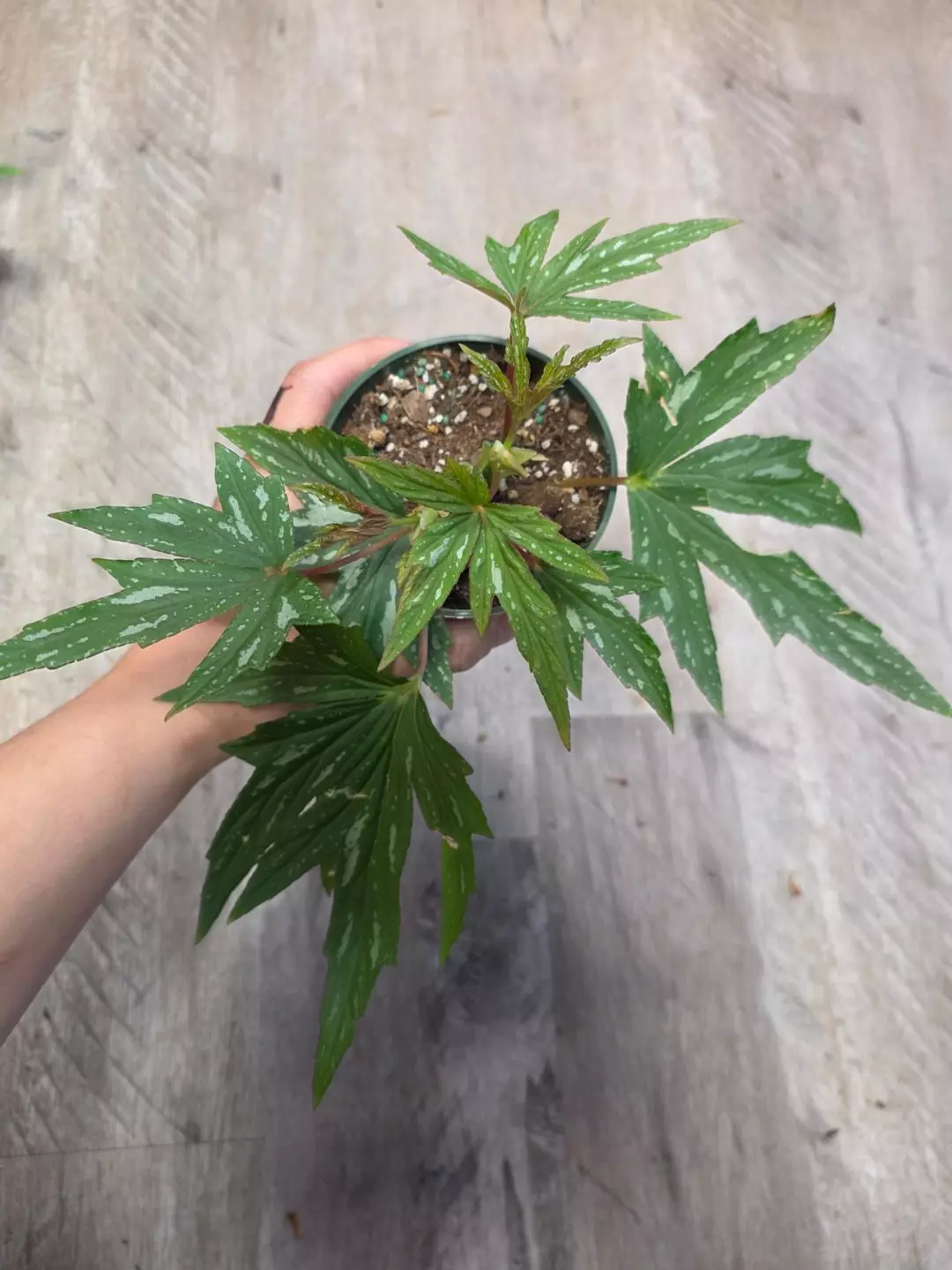 4" Begonia Kimby thumbnail