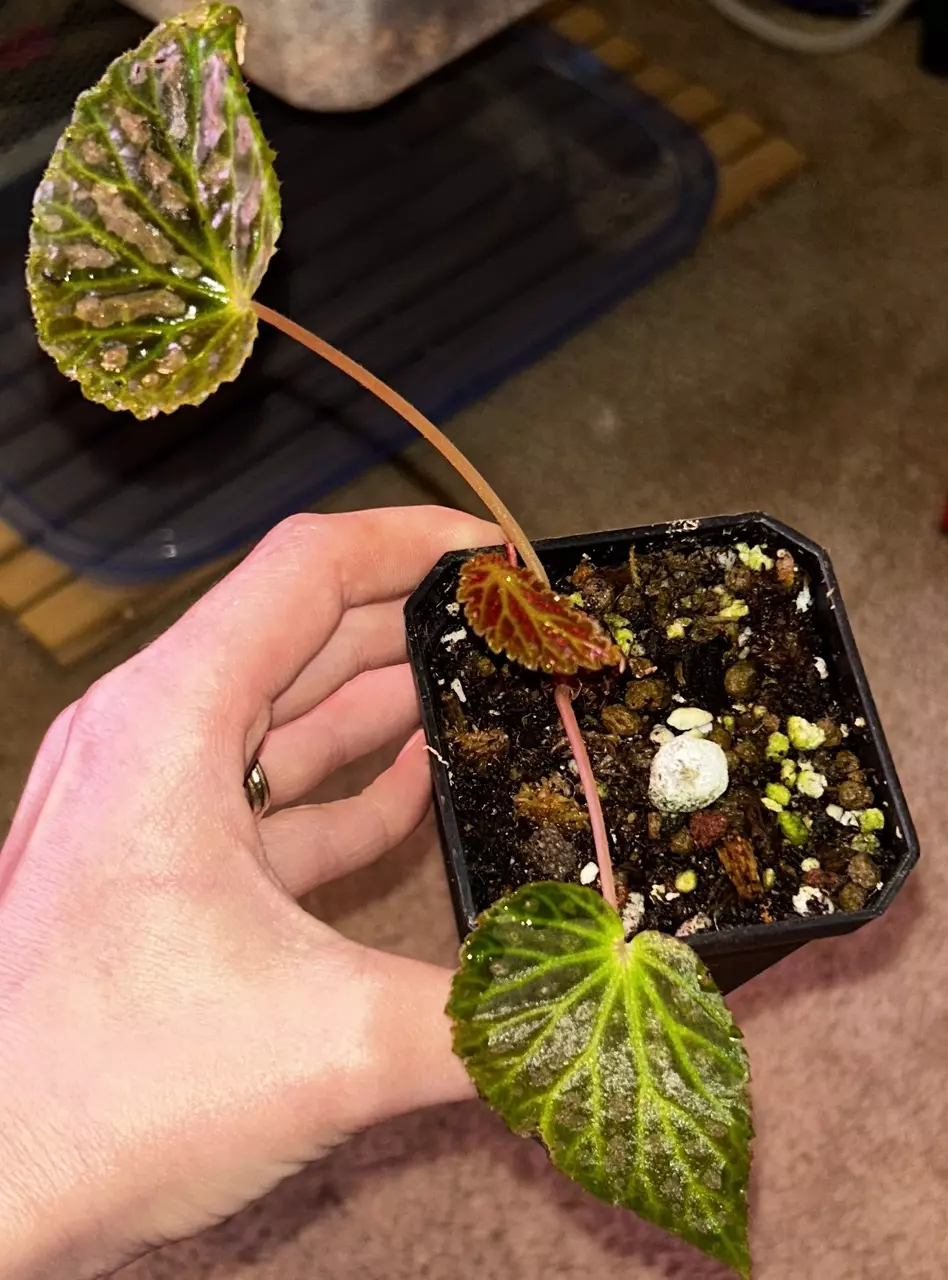 Begonia ‘Super Chloro’ thumbnail