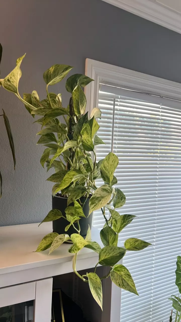 Marble Queen Pothos 6” thumbnail