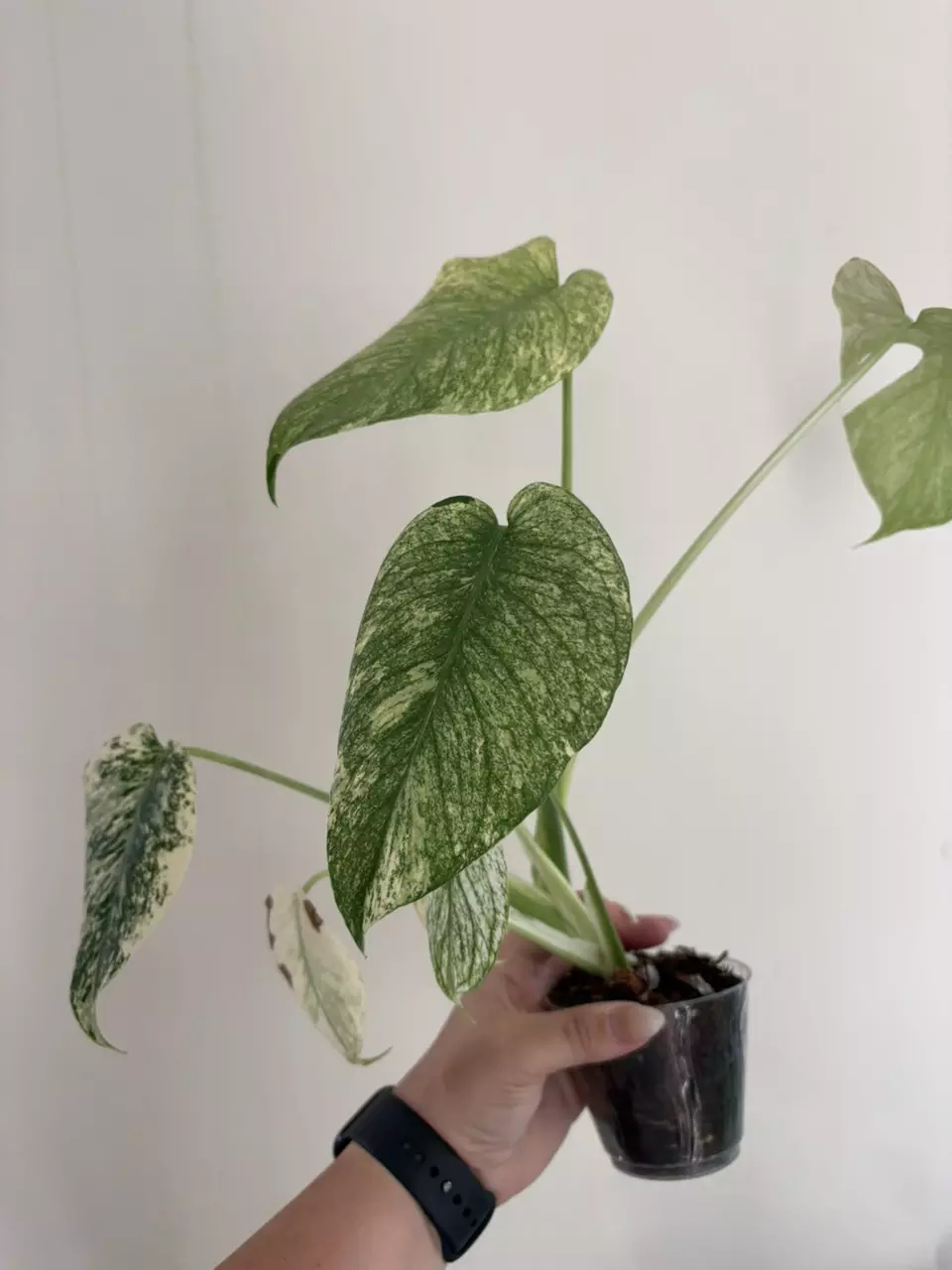 Monstera White Monster thumbnail