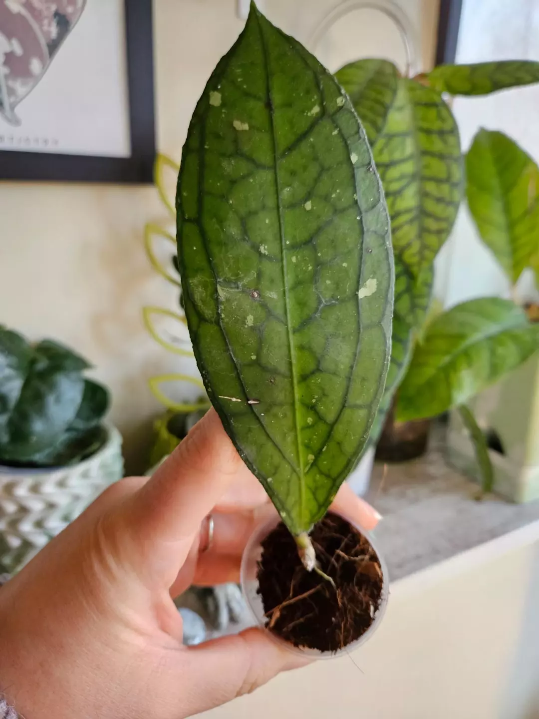 Vitellinoides Sumatra thumbnail