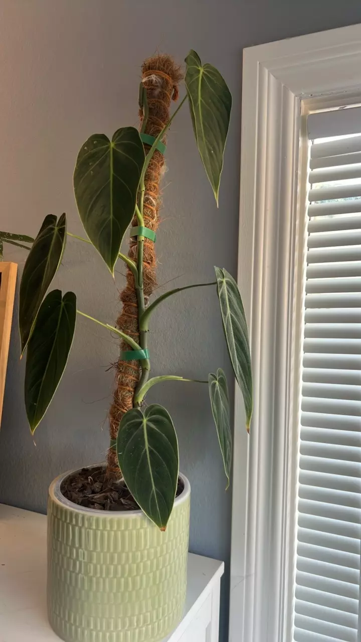 Melanochrysum thumbnail