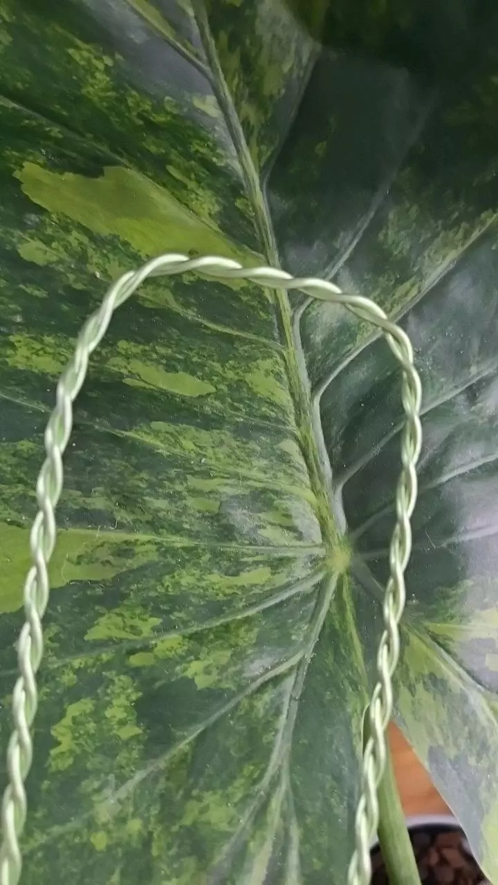 Medium 14G Double Twist Green Aluminum Plant Trellis (24" total length). thumbnail