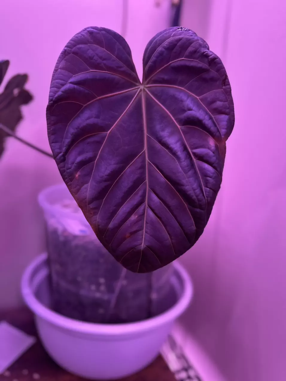 Anthurium WFN clone mid cut 2 growth points thumbnail