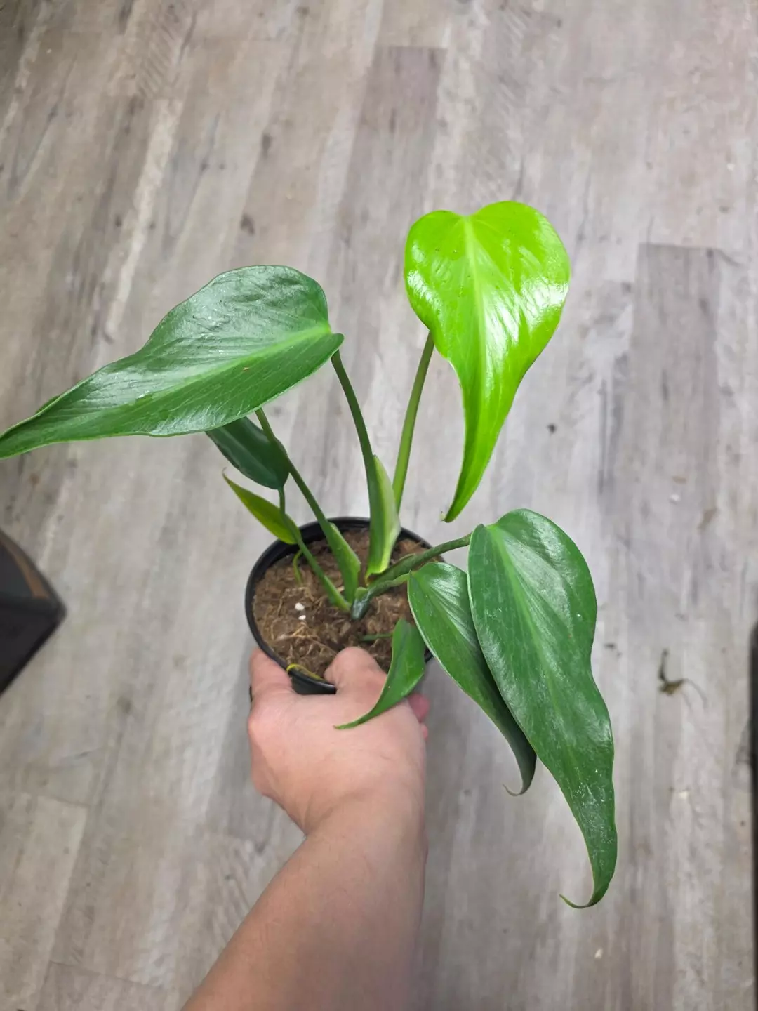 6" Monstera burle Marx Flame thumbnail