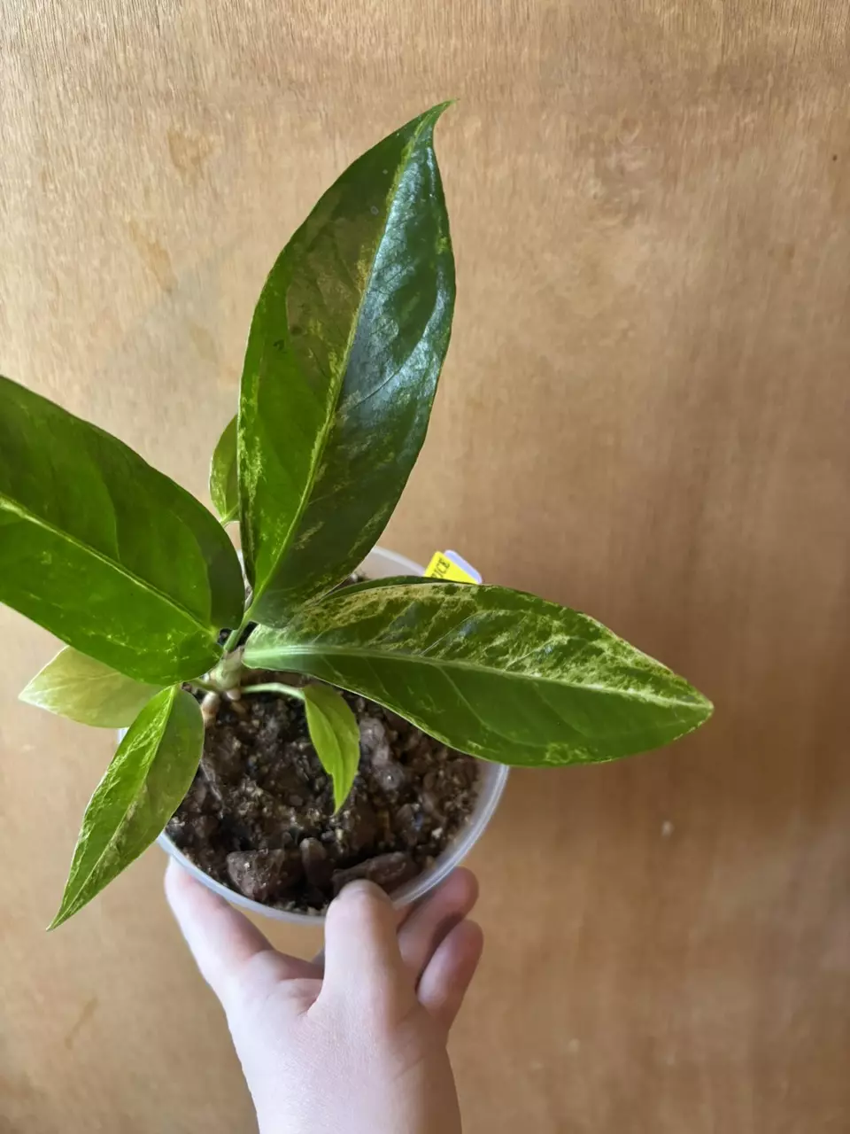 Anthurium Thai Ruby Variegated thumbnail