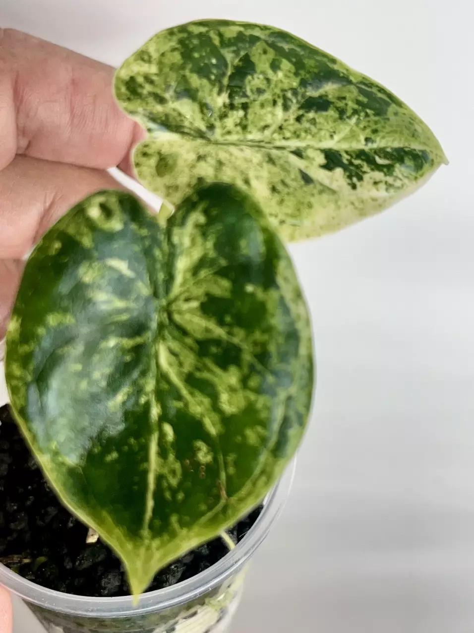 #016-Alocasia Dragon Scale Mint thumbnail