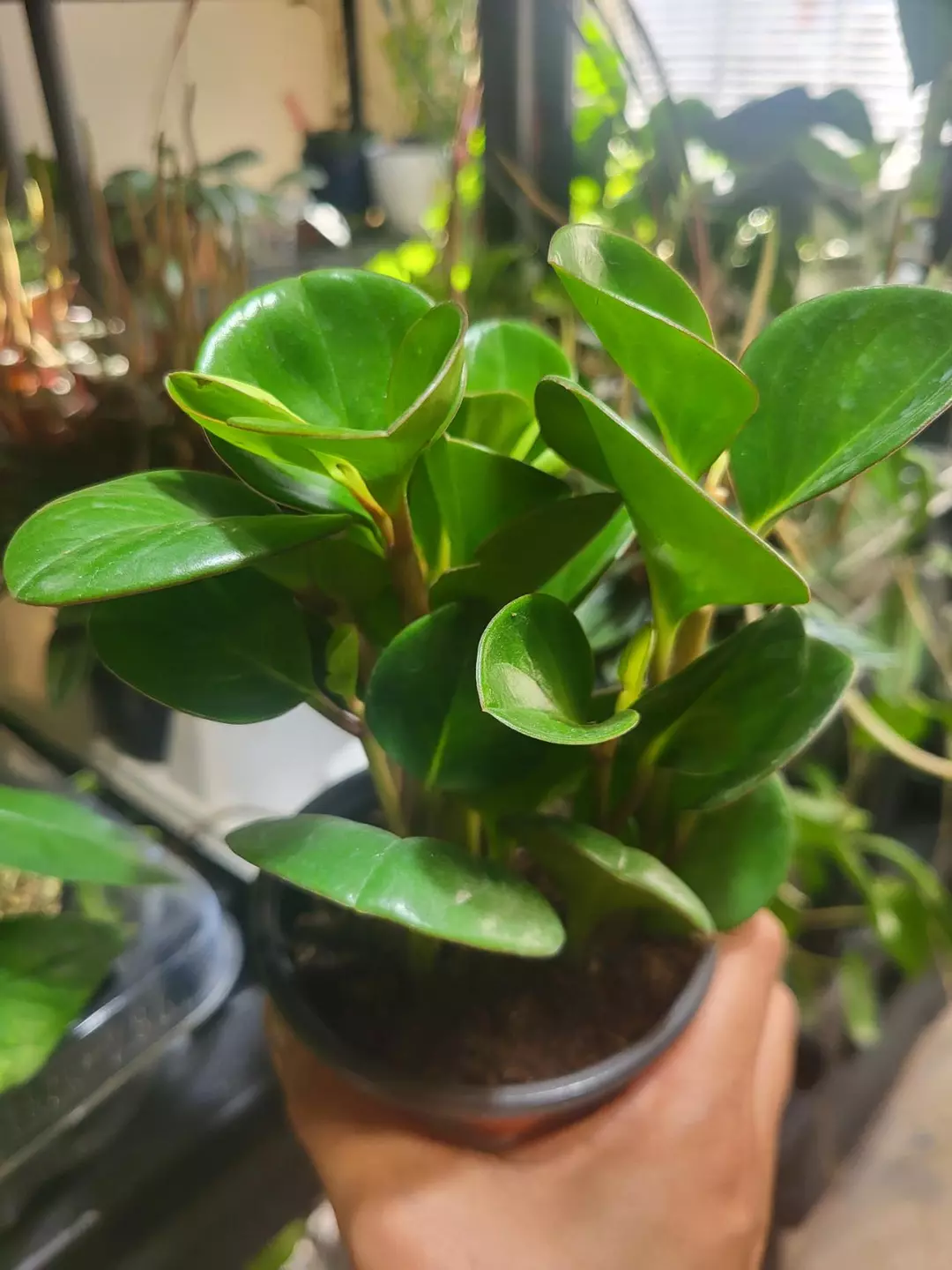 Peperomia Jade 4" thumbnail