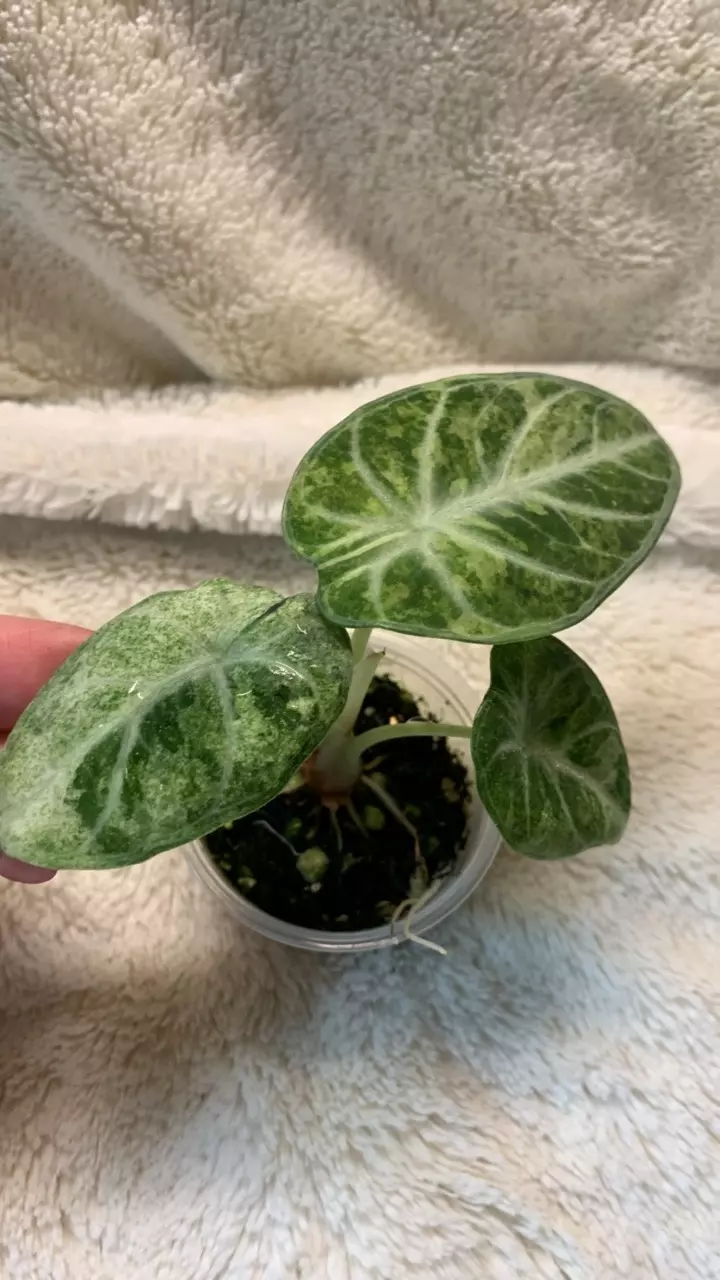 0077-Alocasia black velvet ninja splash Tri-Color pup thumbnail