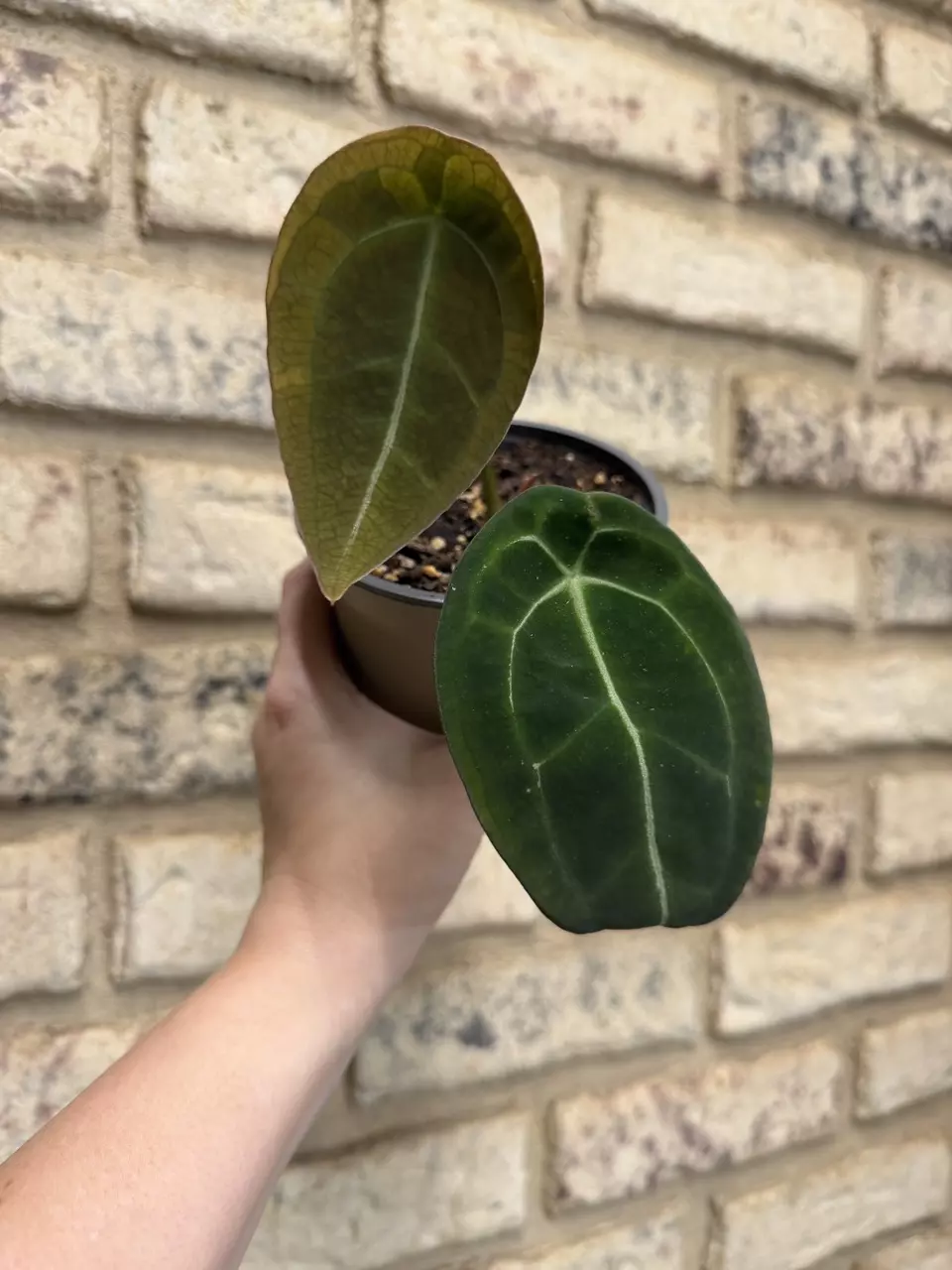 Anthurium forgetii thumbnail