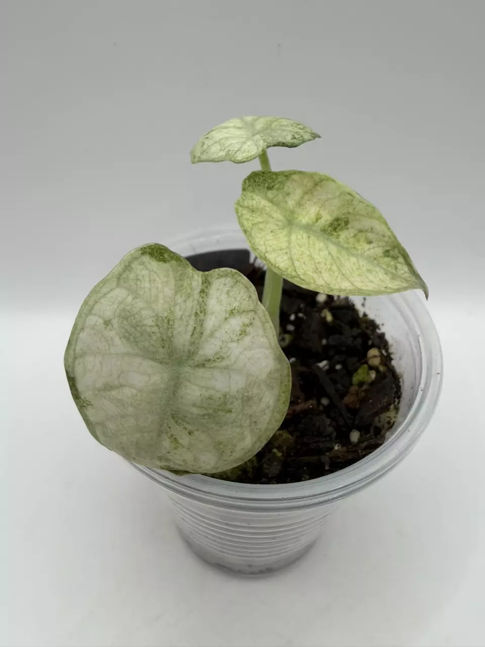 0122 Alocasia Ninja Tricolor Splash Mint thumbnail