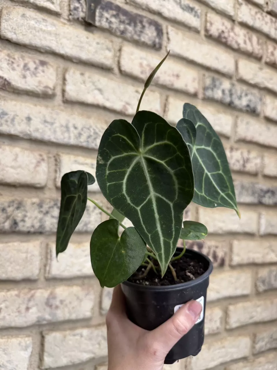 Anthurium clarinervium thumbnail