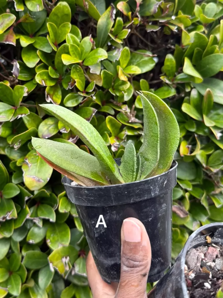 gasteria a thumbnail