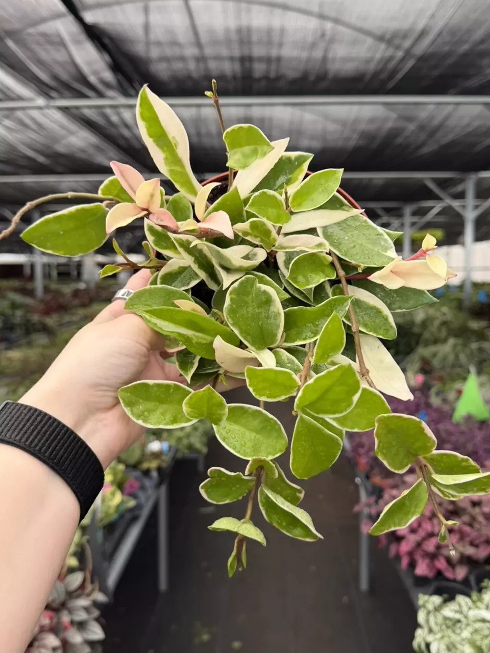 Hoya Krimson Queen 6” Pot Growers Choice thumbnail