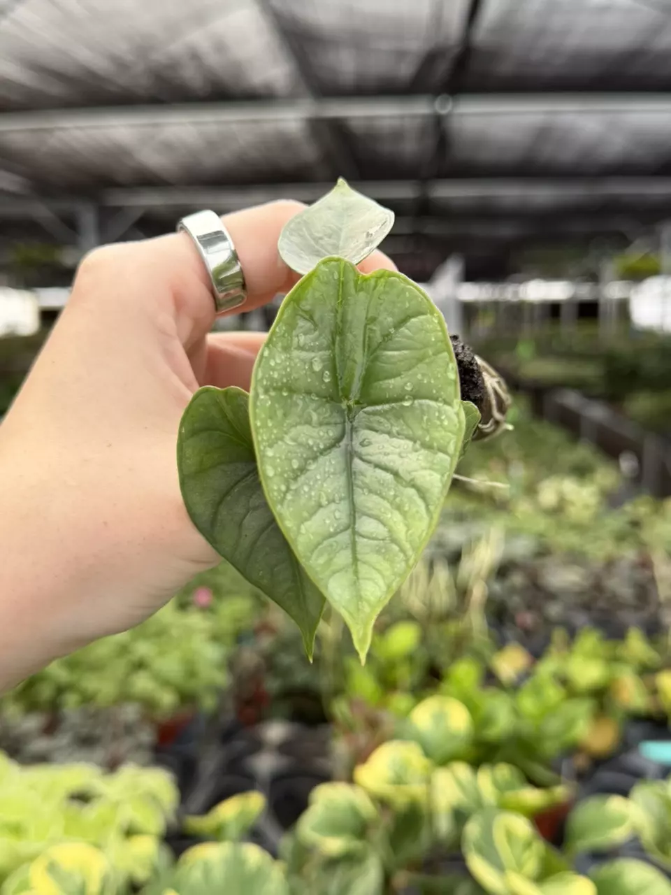 Alocasia Platinum “Bisma” Starter Plant Growers Choice thumbnail