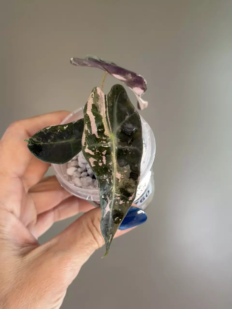 760 Alocasia Pink Polly thumbnail