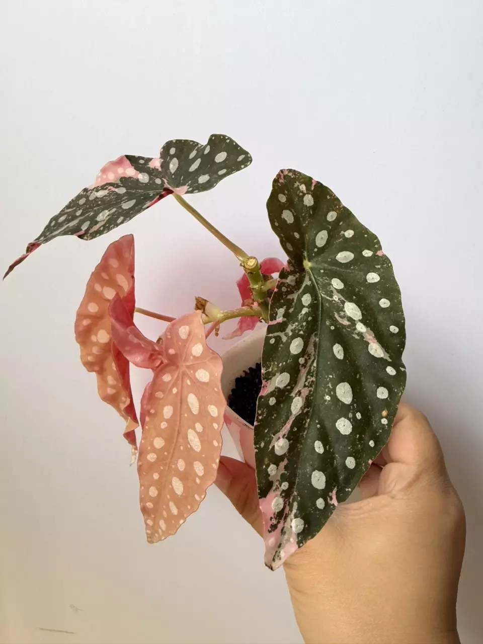 Begonia Pink Maculata thumbnail