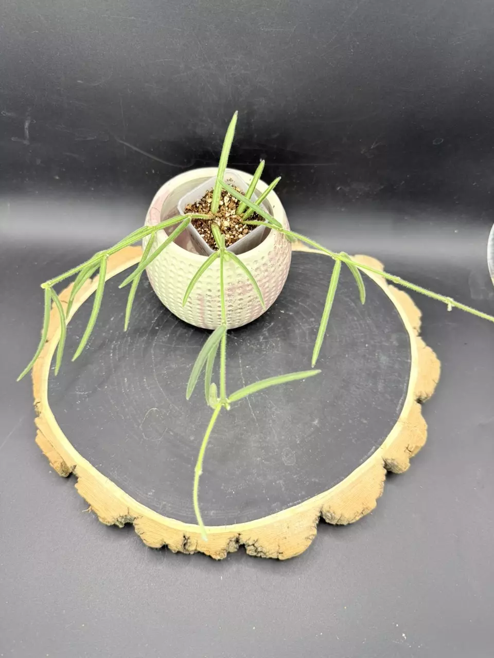 Hoya Linearis #248 thumbnail