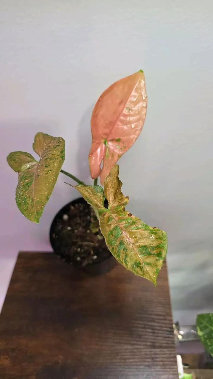 Syngonium Pink Freckles 680 thumbnail