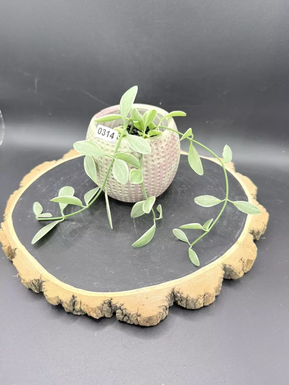 Dischidia Oiantha #314 thumbnail