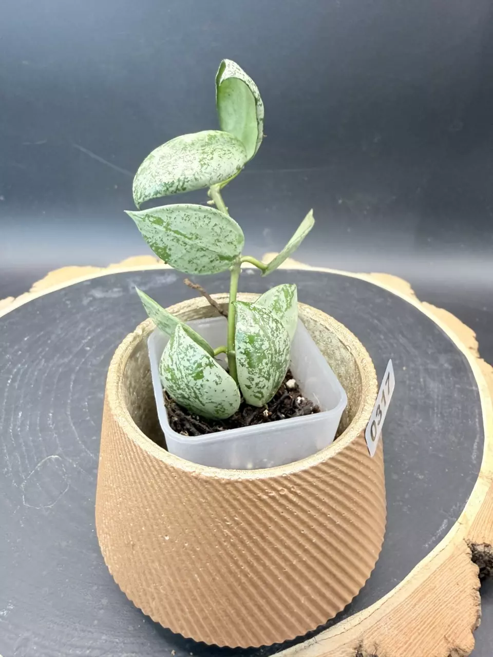 Lacunosa Sulcata #317 thumbnail