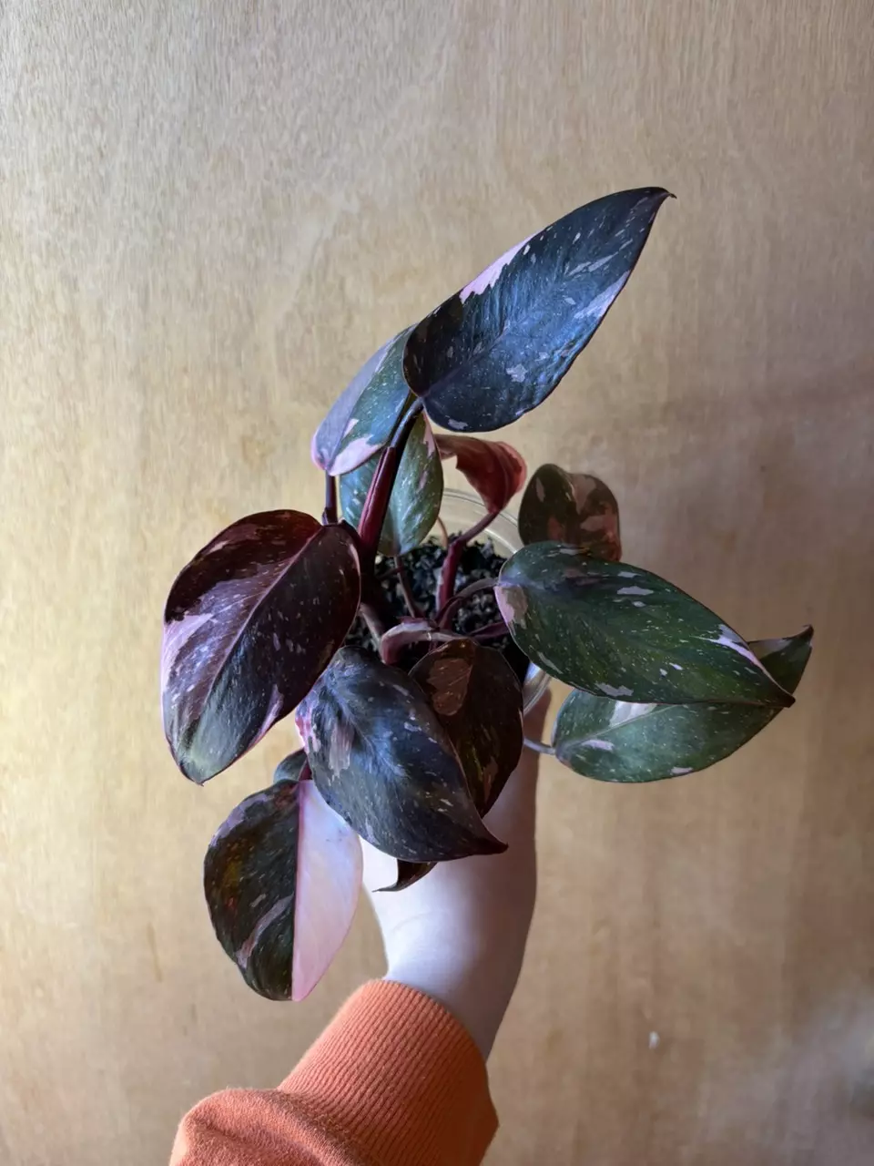 Philodendron Red Anderson thumbnail