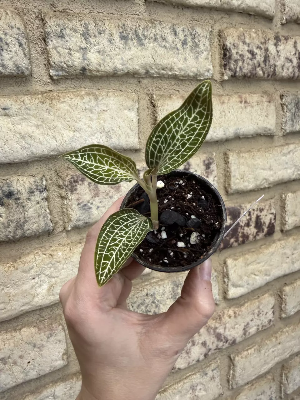 Jewel orchid POLY thumbnail