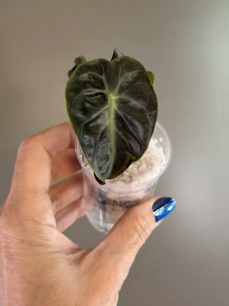 761 Alocasia Venom thumbnail