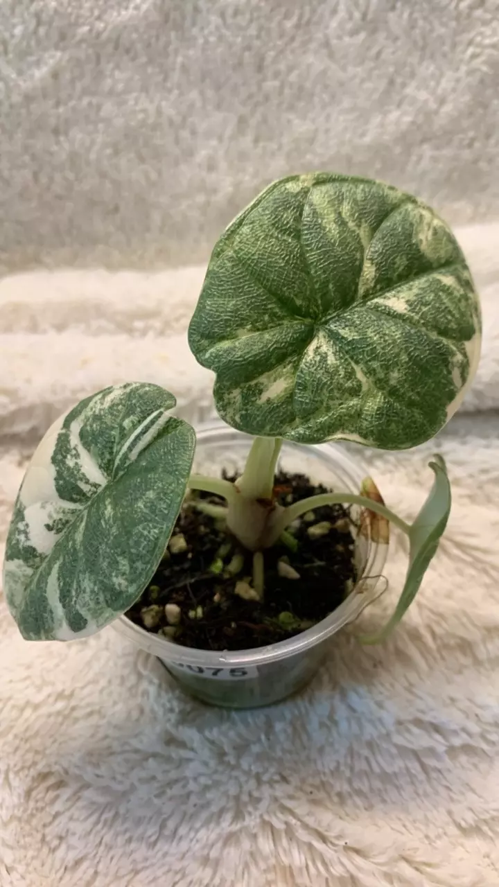 0075~Alocasia Melo Tri-color thumbnail