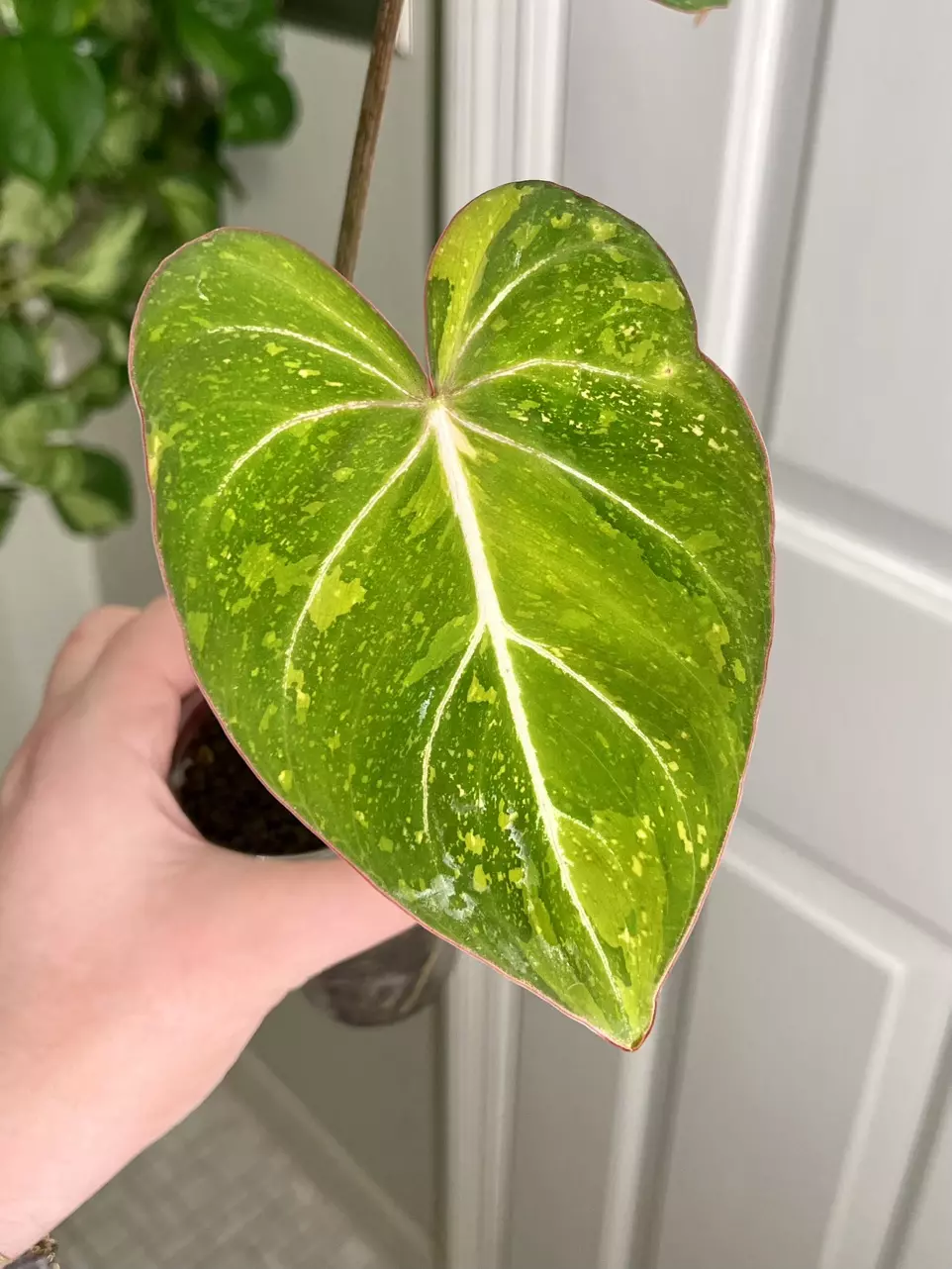 Philodendron Gloriosum Variegated Type 2 Tricolor thumbnail