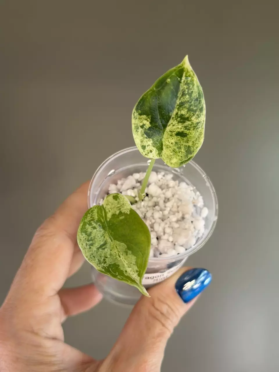 756 Dragon Scale Mint thumbnail