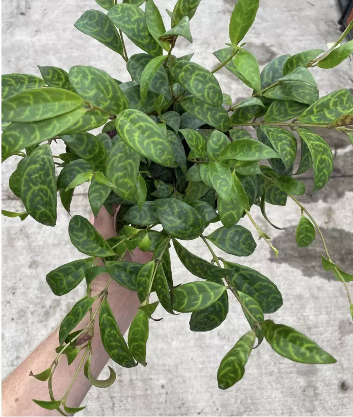 Black Pagoda Lipstick 6” pot growers choice thumbnail