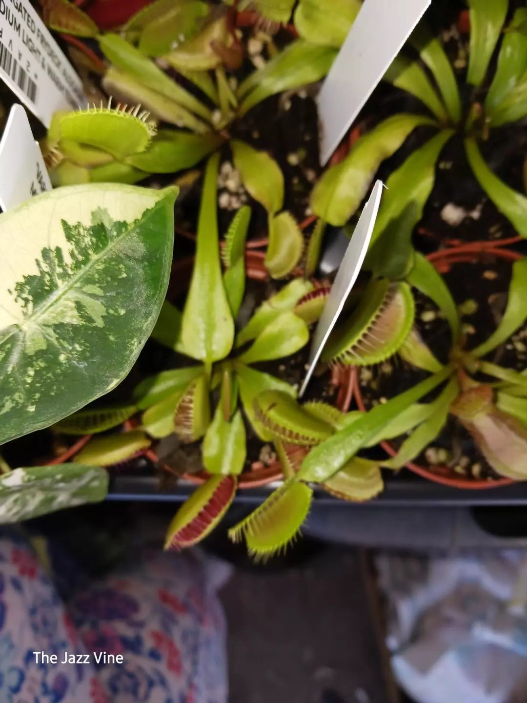 Venus fly traps thumbnail