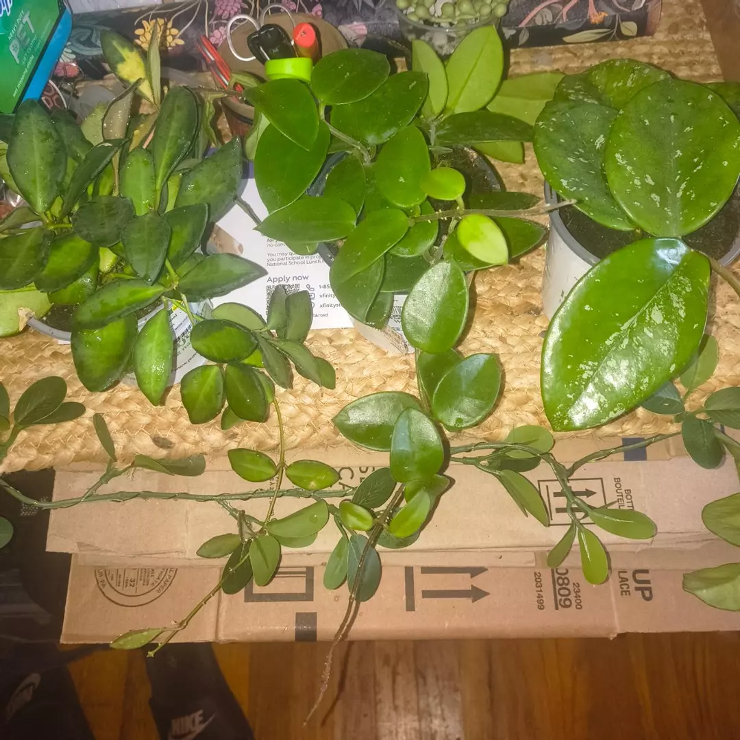 Hoya bundle thumbnail