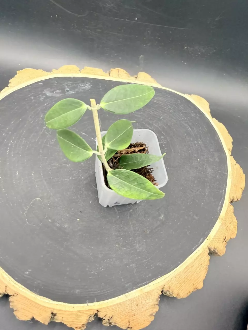 Hoya Leucantha #310 thumbnail
