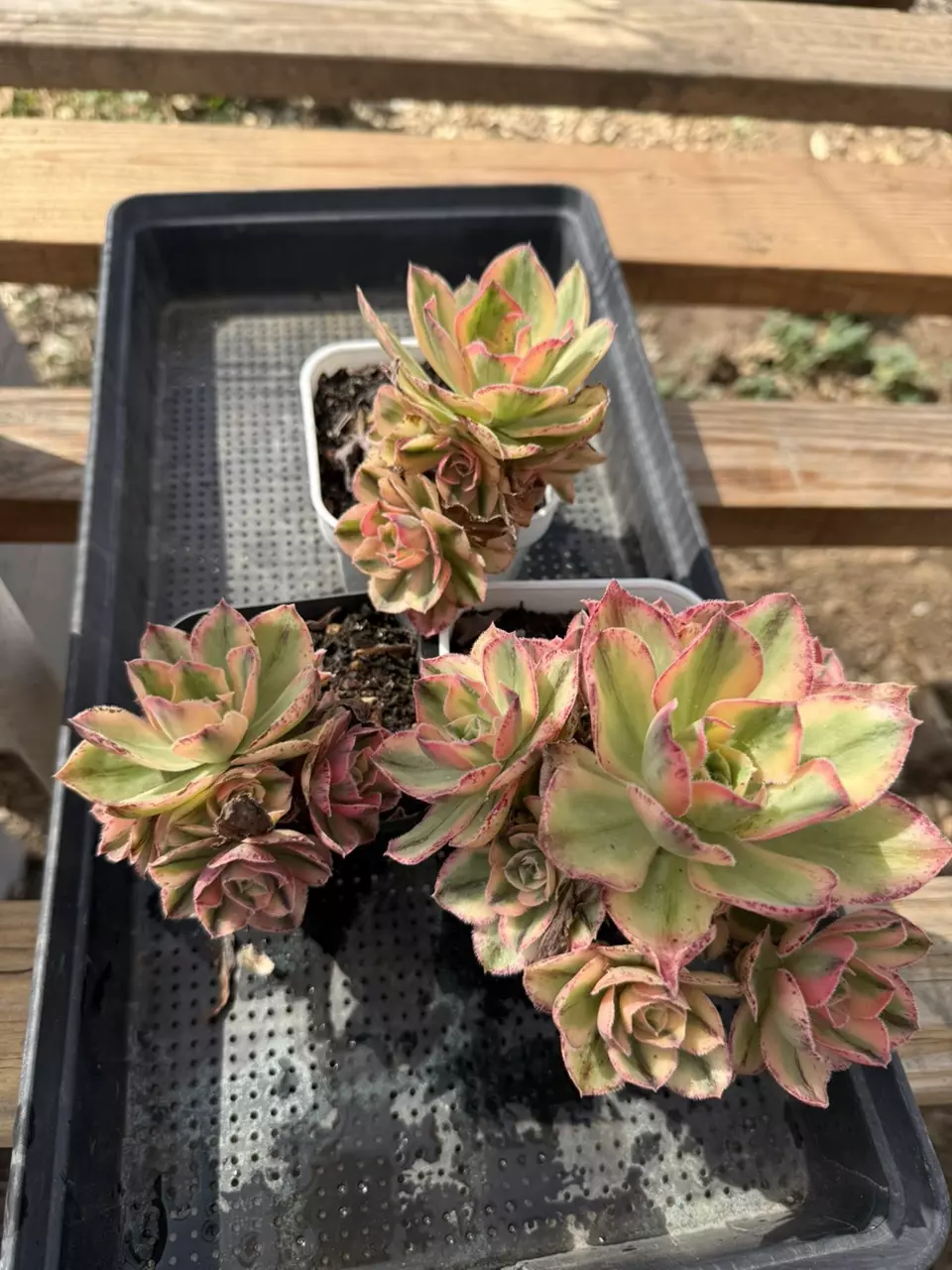 Qinghua and Medusa thumbnail