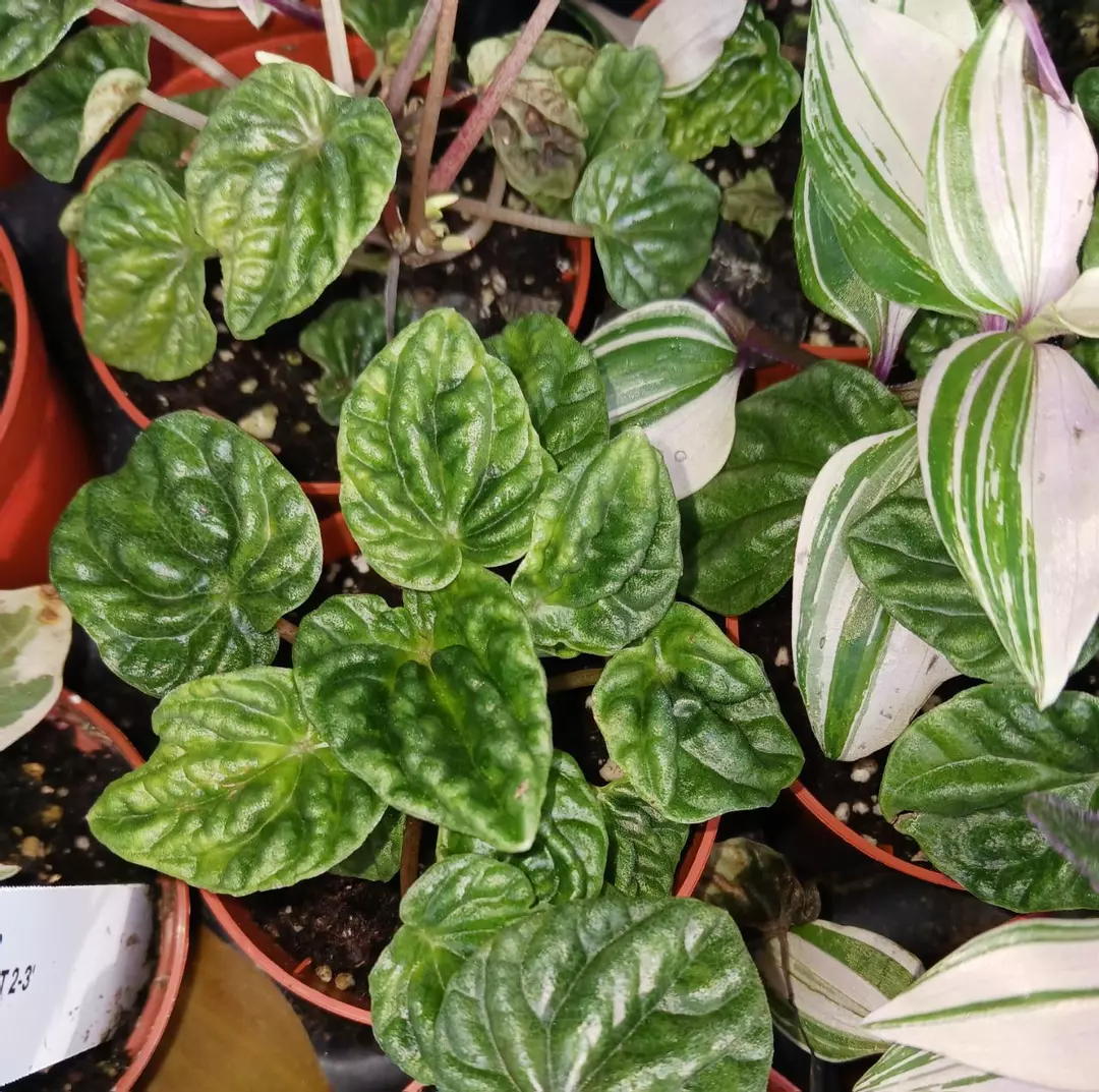 Peperomia little fantasy thumbnail