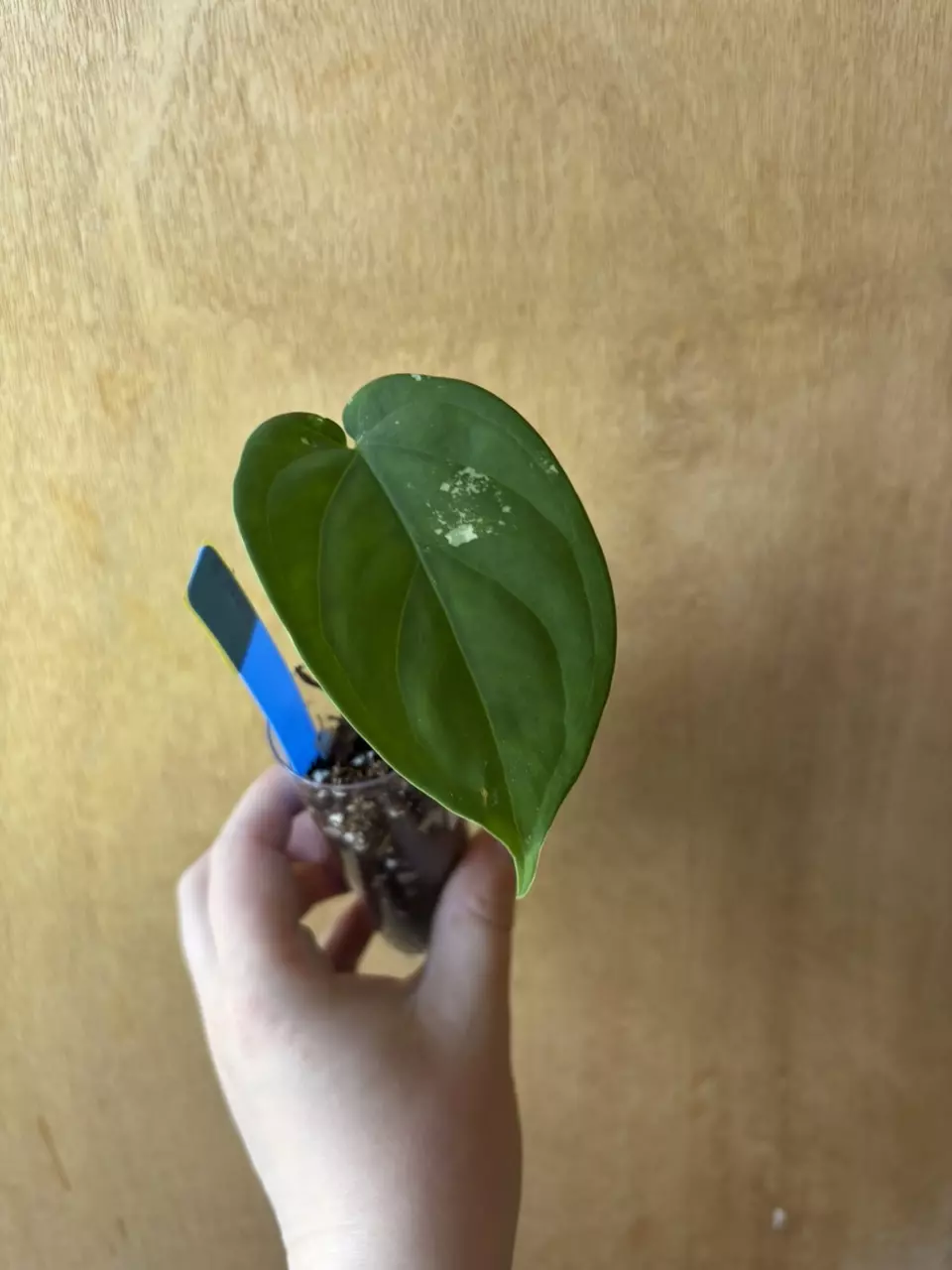 Syngonium Chiapense Variegated thumbnail