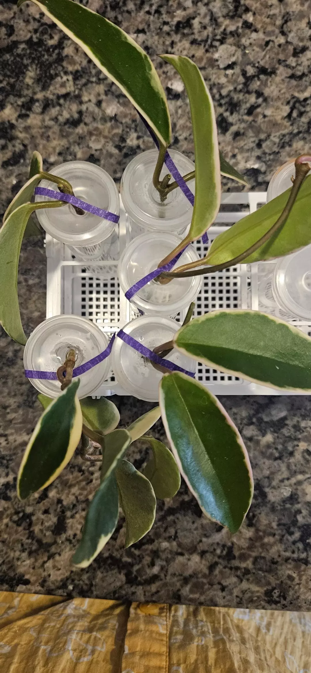 Hoya Carnosa Krimson Queen cutting thumbnail