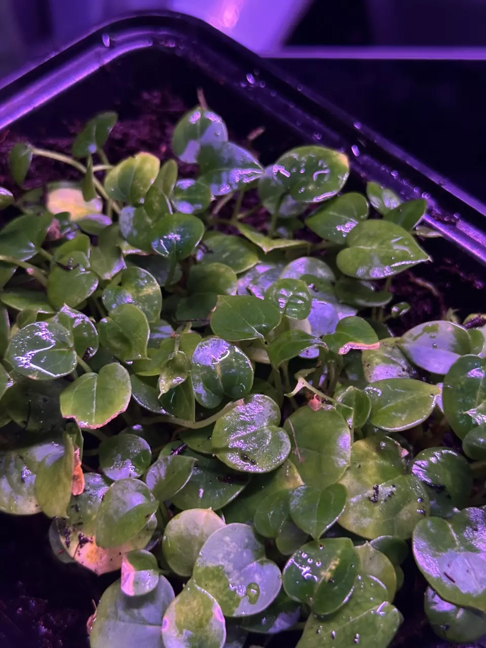 Stripey x Labyrinth *1 sprout* thumbnail