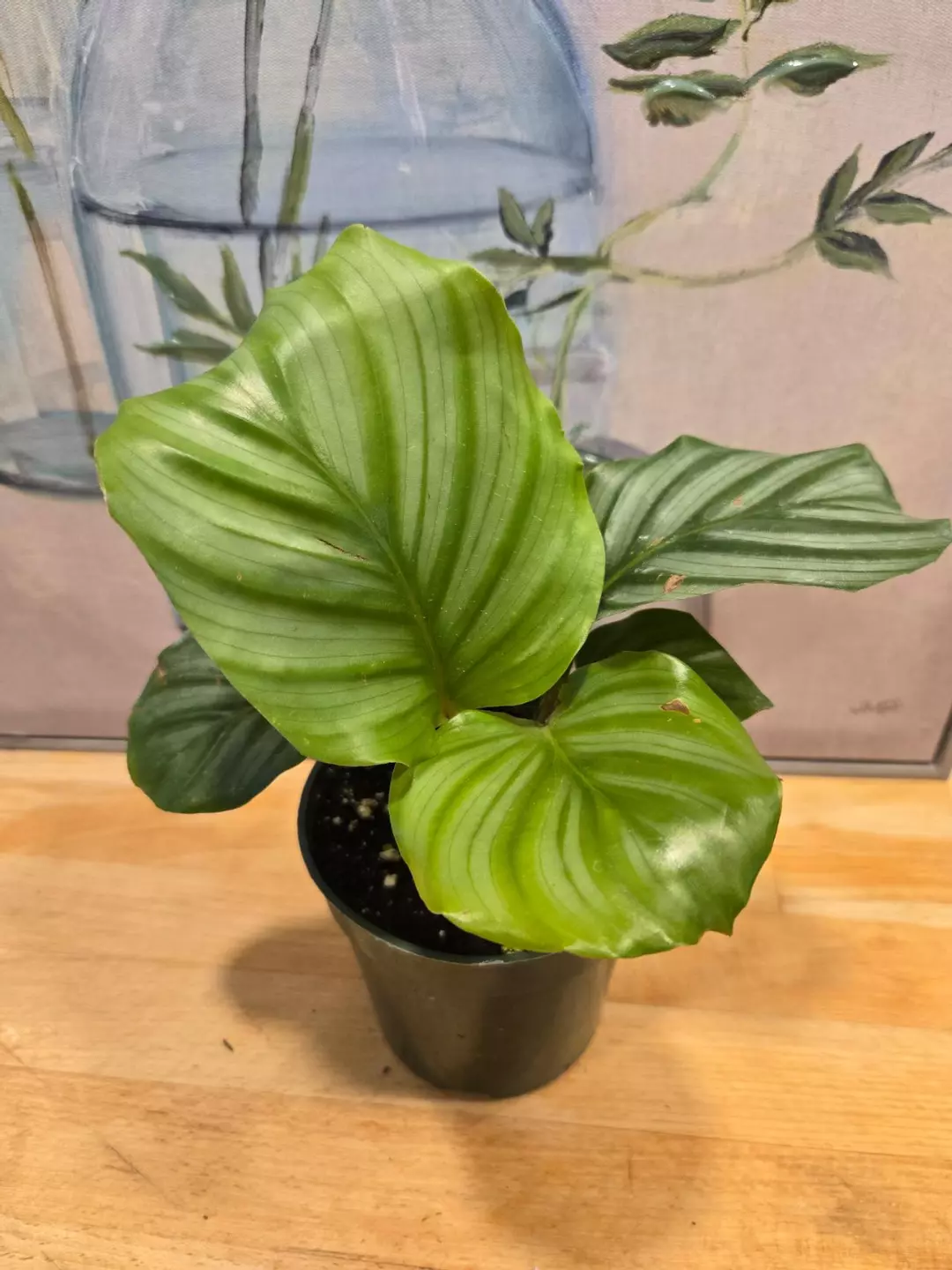 🌿 Calathea Orbifolia – 4” Pot thumbnail
