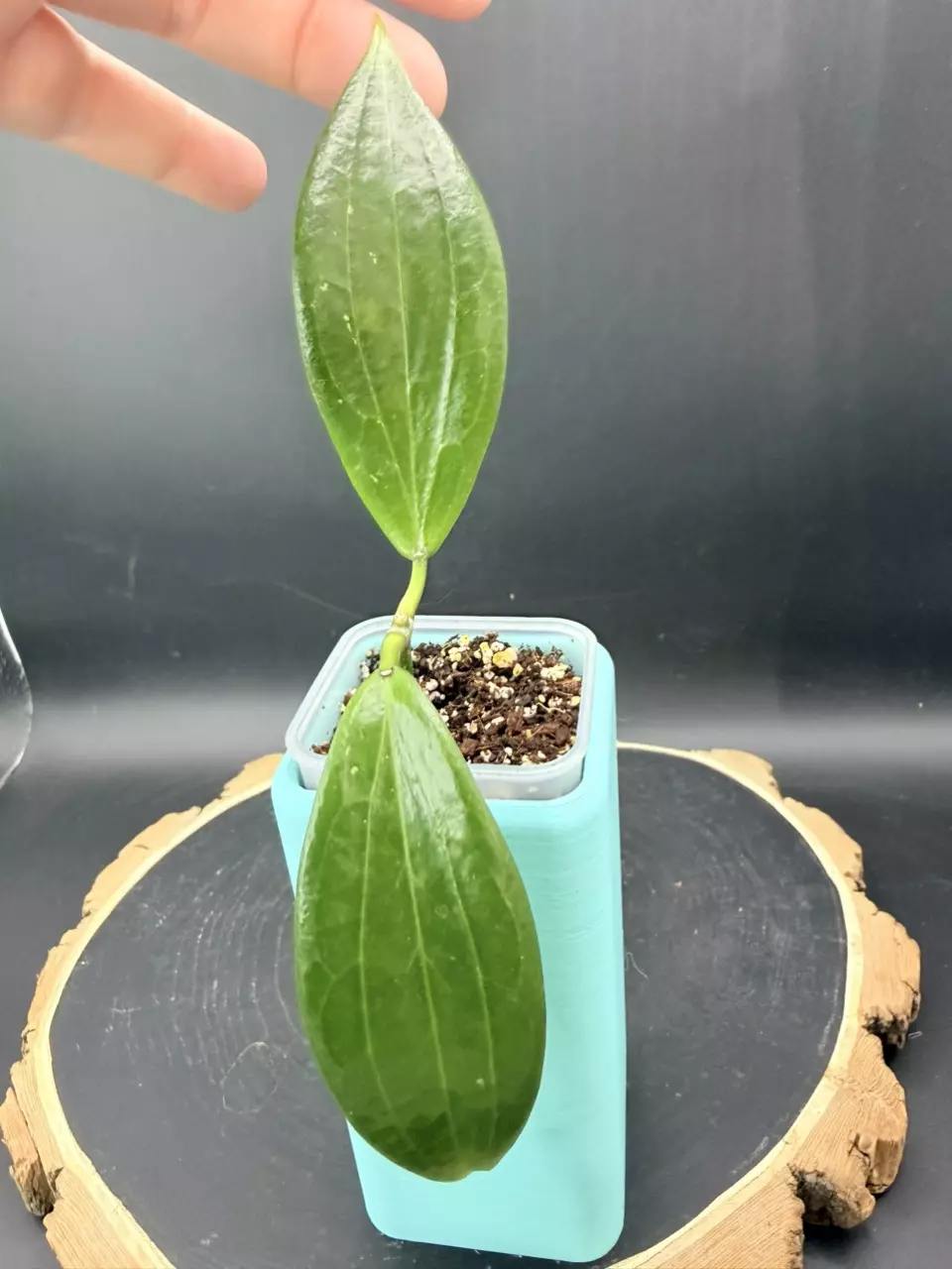 H. WRX 15- 05 (Rigidafolia x Blashernaezii) #320 thumbnail